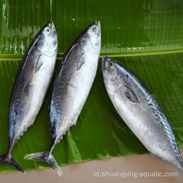 Beku putaran beku tuna bonito untuk kalengan